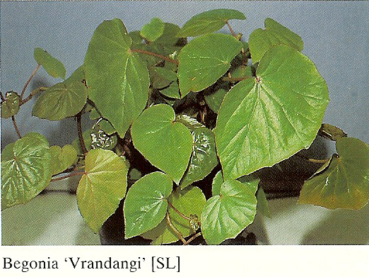 B. ‘Vrandangi’